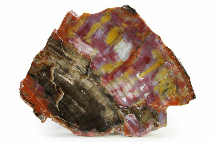 Polished Petrified Wood (Araucarioxylon) Slab - Arizona #336634